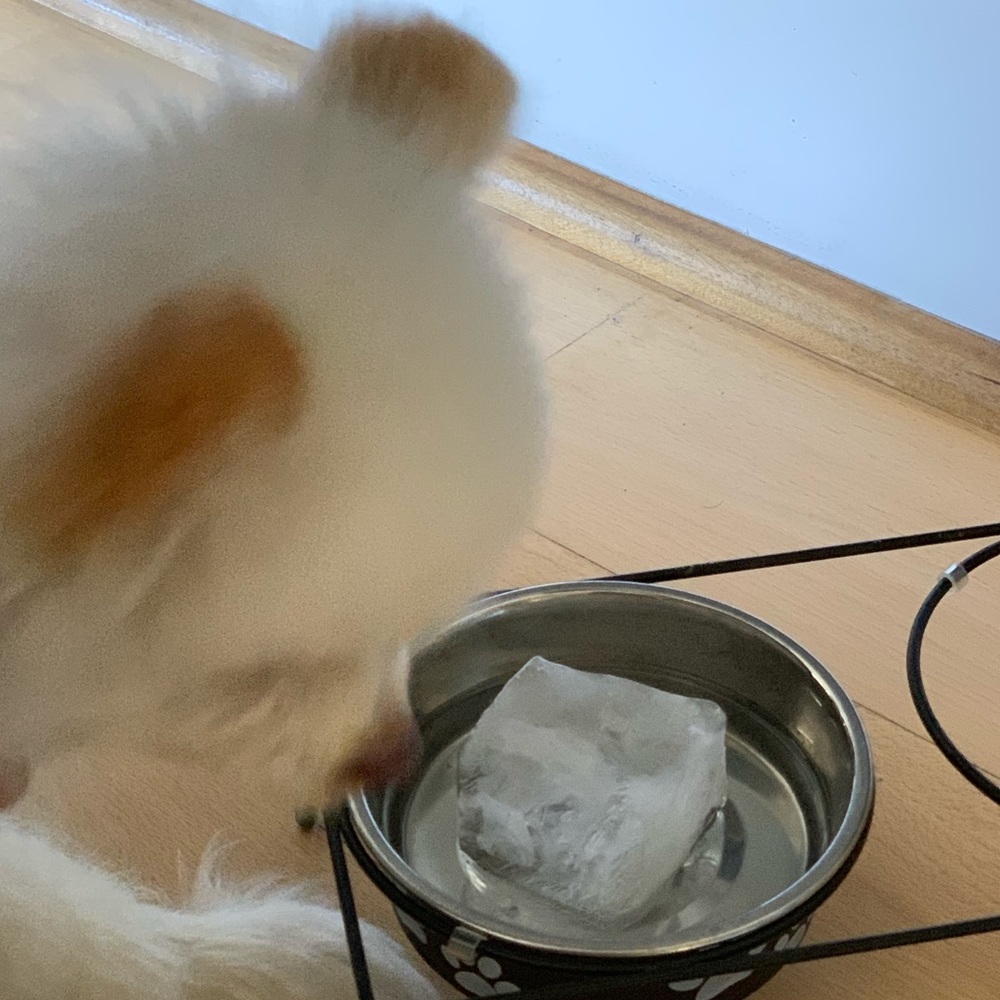 Meet your Posher, Shiro